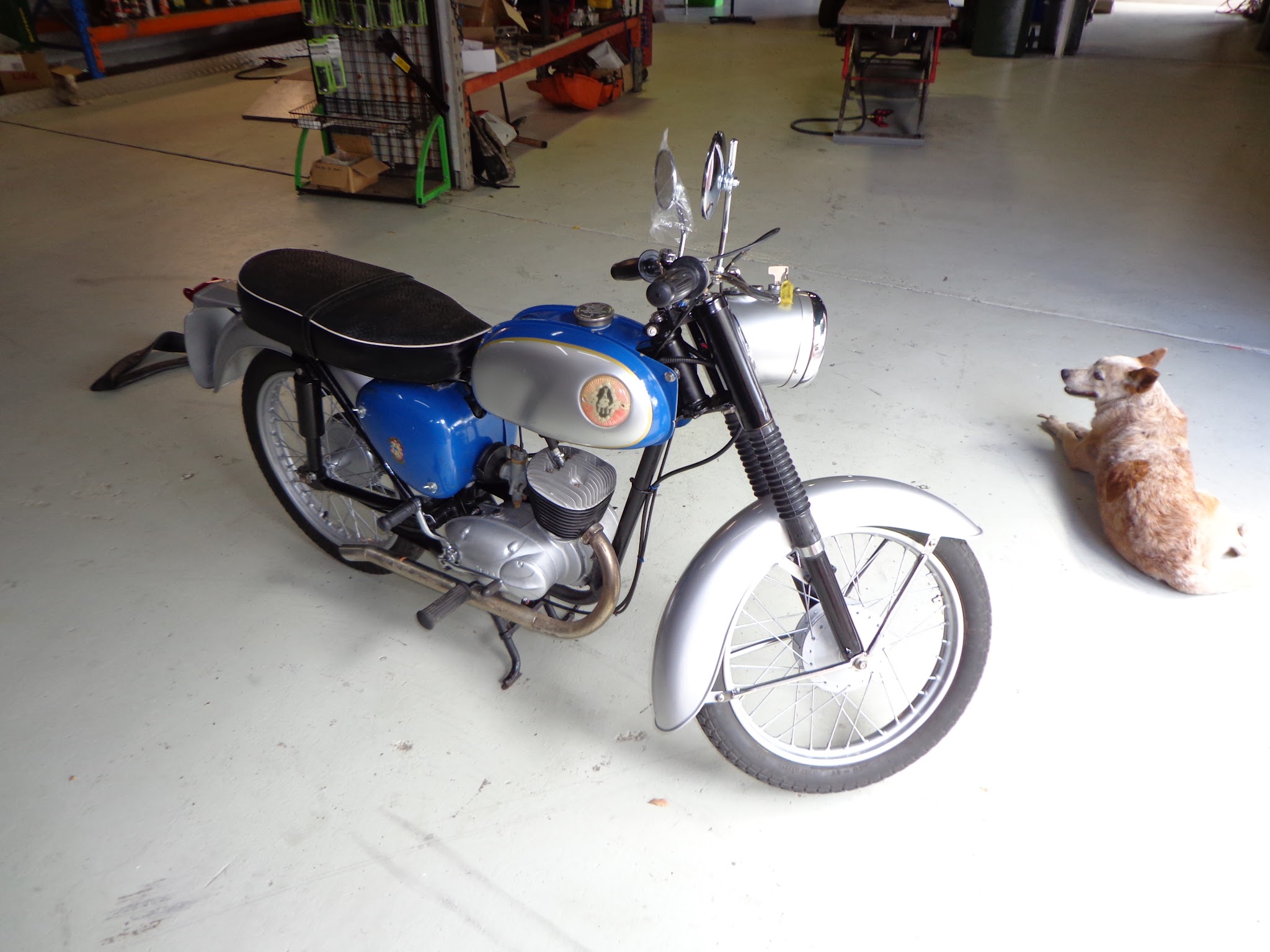A finished blue and silver vintage motorcycle standing on the workshop floor with a cattle dog lying beside it